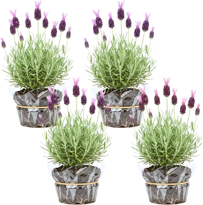 Phenomenal Lavender Live Plants - 4 Pack, 4-8" Tall, Fragrant Outdoor Perennial - Image 2