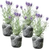 Phenomenal Lavender Live Plants - 4 Pack, 4-8" Tall, Fragrant Outdoor Perennial - Image 1