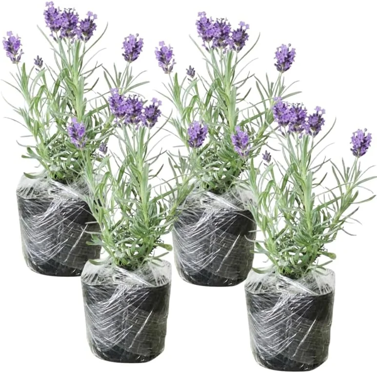 Phenomenal Lavender Live Plants - 4 Pack, 4-8" Tall, Fragrant Outdoor Perennial - Image 1