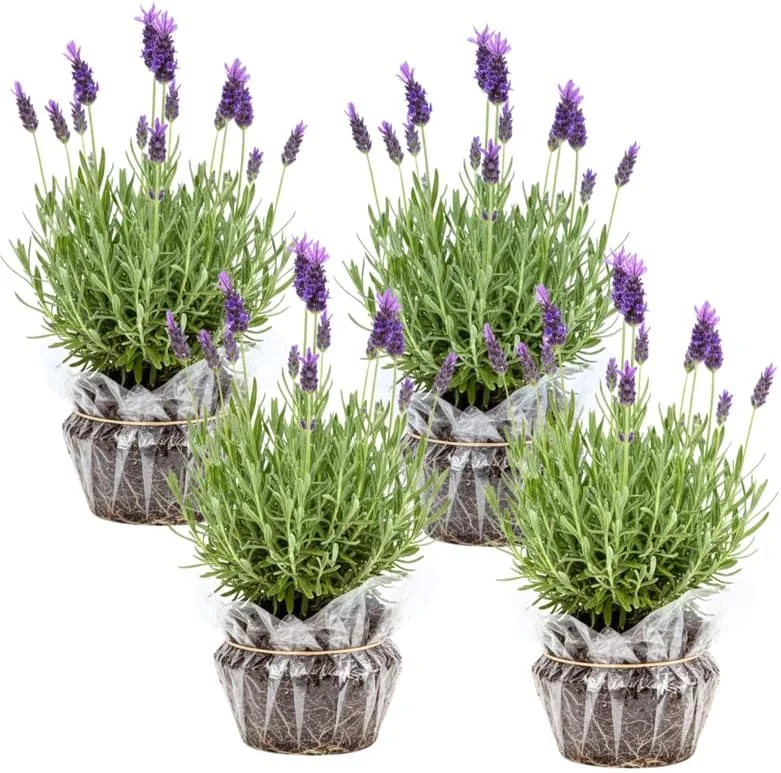 Phenomenal Lavender Live Plants - 4 Pack, 4-8" Tall, Fragrant Outdoor Perennial - Image 3