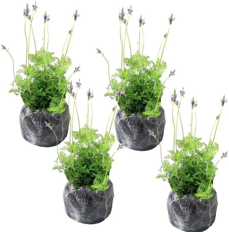 Phenomenal Lavender Live Plants - 4 Pack, 4-8" Tall, Fragrant Outdoor Perennial - Image 4
