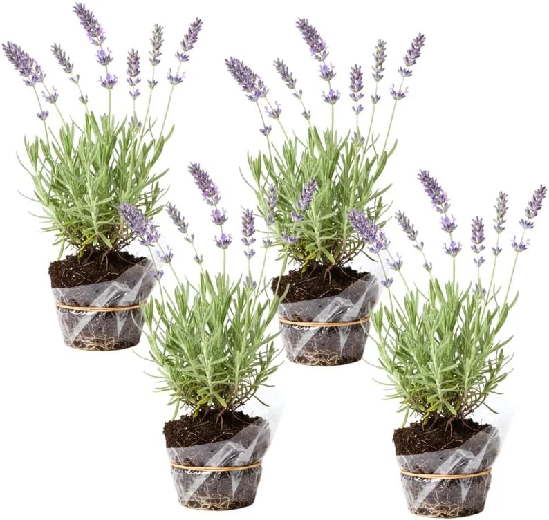 Phenomenal Lavender Live Plants - 4 Pack, 4-8" Tall, Fragrant Outdoor Perennial - Image 5