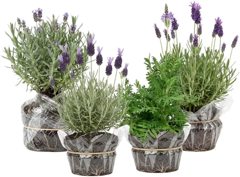 Phenomenal Lavender Live Plants - 4 Pack, 4-8" Tall, Fragrant Outdoor Perennial - Image 6
