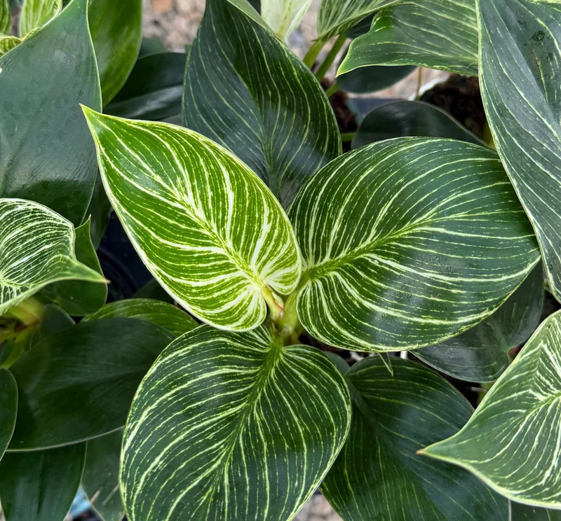 Philodendron Pink Bikini Variegated Live Plant – 4 inch Pot – Indoor Houseplant - Image 1