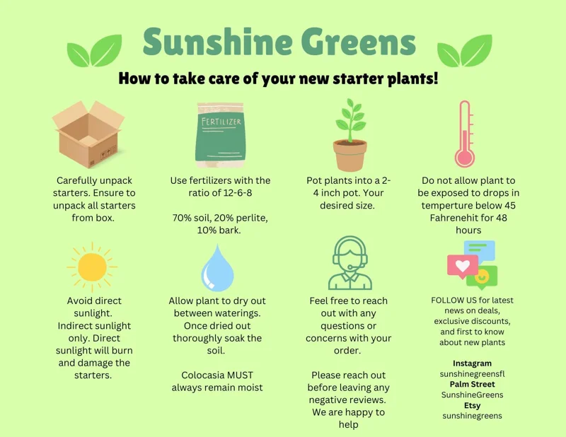 Philodendron Pink Princess Live Plant – 4 inch Pot – Indoor Houseplant - Image 2