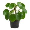 Pilea Peperomioides Chinese Money Plant Live Starter Plant UFO Plant Indoor - Image 1