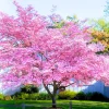 Pink Dogwood Tree Live Plant - 6-12 inches Tall, 2.5 inch Pot, Outdoor Flowering - Image 1