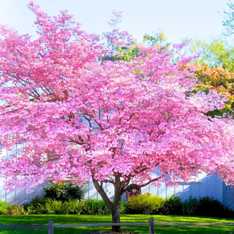 Pink Dogwood Tree Live Plant - 6-12 inches Tall, 2.5 inch Pot, Outdoor Flowering - Image 1