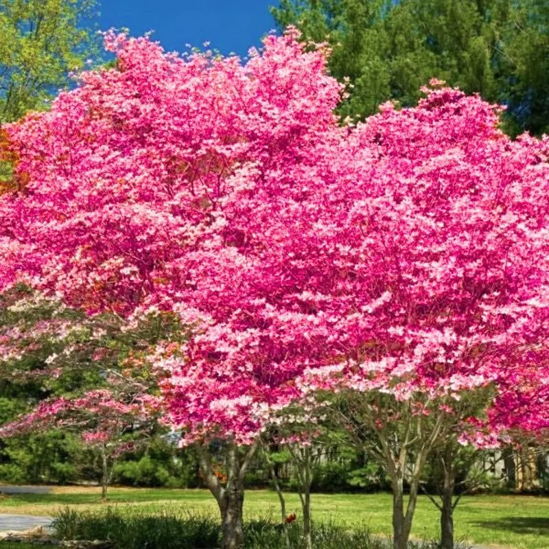 Pink Dogwood Tree Live Plant - Flowering Ornamental Tree in Quart Pot - Image 2