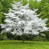 Pink Dogwood Tree Live Plant - Flowering Ornamental Tree in Quart Pot - Image 1