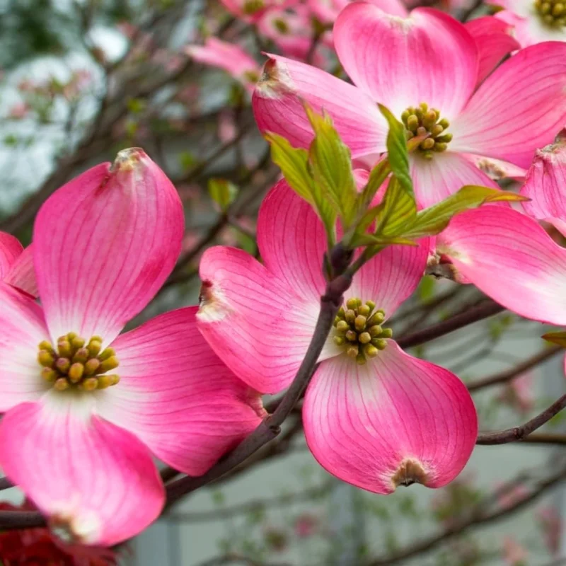 Pink Dogwood Tree Live Plant Set, 6-12 inches Tall, 2.5" Pot, Outdoor - Image 2