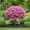 Pink Dogwood Tree Live Plant Set, 6-12 inches Tall, 2.5" Pot, Outdoor - Image 1