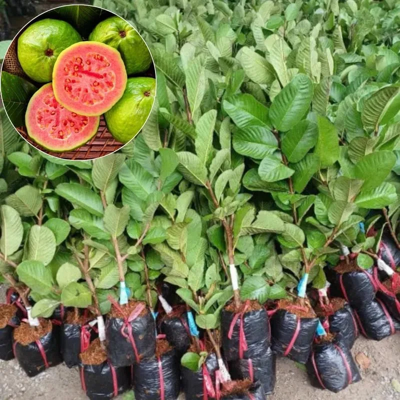 Pink Guava Fruit Tree - Live Tropical Plant, 10-14 Inches Tall, Outdoor/Patio - Image 1