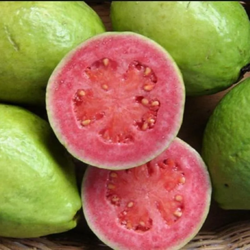 Pink Guava Plant Live Tree - 5-9 Inch Tall Fruit Plant for Outdoor - Image 2
