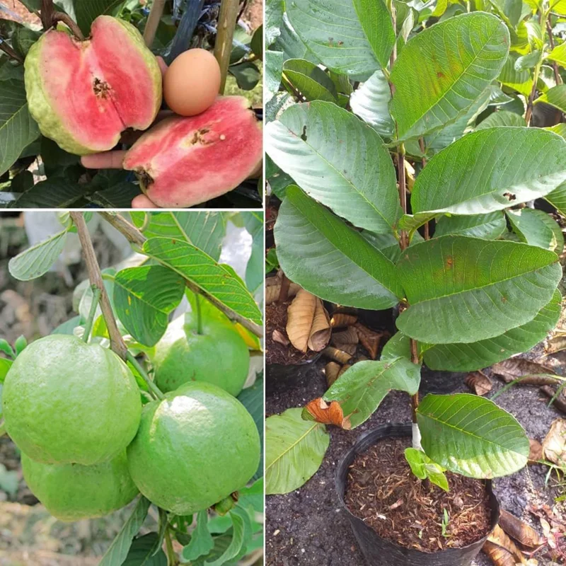 Pink Guava Plant Live Tree - 5-9 Inch Tall Fruit Plant for Outdoor - Image 3