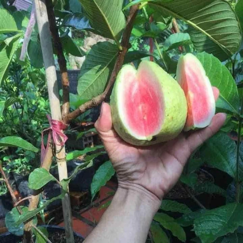 Pink Guava Plant Live Tree - 5-9 Inch Tall Fruit Plant for Outdoor - Image 5