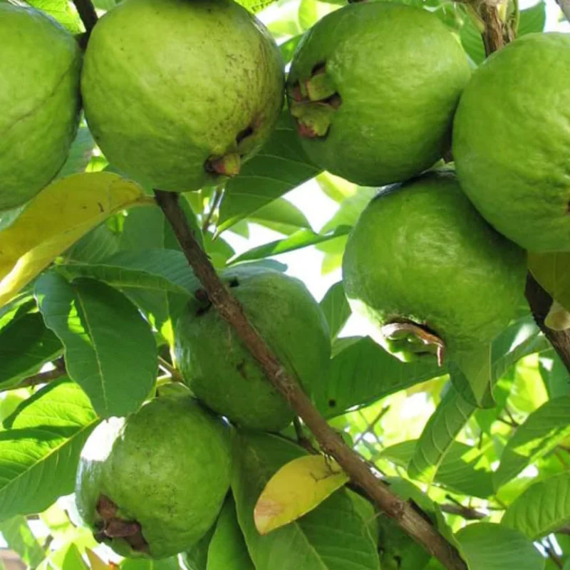 Pink Guava Plant Live Tree - 5-9 Inch Tall Fruit Plant for Outdoor - Image 6