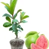 Pink Guava Plant Live Tree - 5-9 Inch Tall Fruit Plant for Outdoor - Image 1