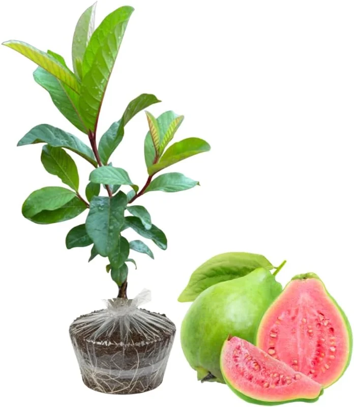 Pink Guava Plant Live Tree - 5-9 Inch Tall Fruit Plant for Outdoor - Image 1