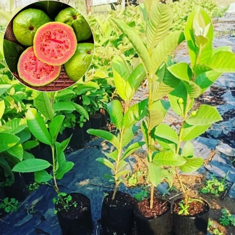 Pink Guava Tree Live Plant - 5-9 Inch Tall, Sweet Tropical Fruit for Outdoors - Image 2