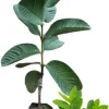 Pink Guava Tree Live Plant - 5-9 Inch Tall, Sweet Tropical Fruit for Outdoors - Image 1