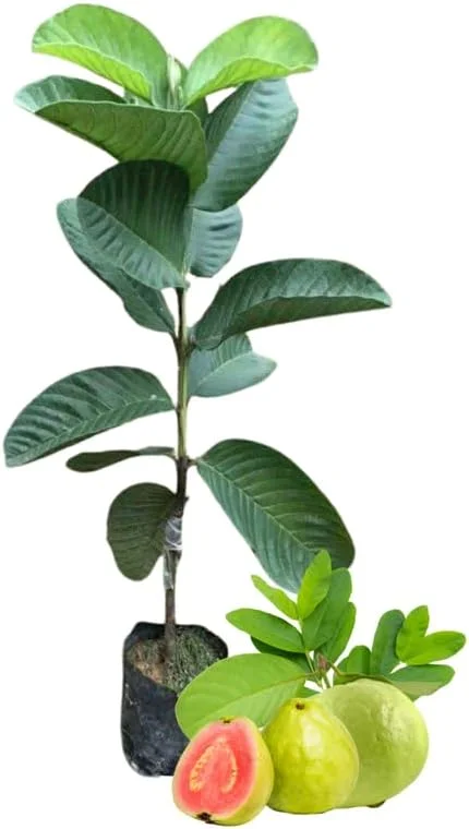 Pink Guava Tree Live Plant - 5-9 Inch Tall, Sweet Tropical Fruit for Outdoors - Image 1