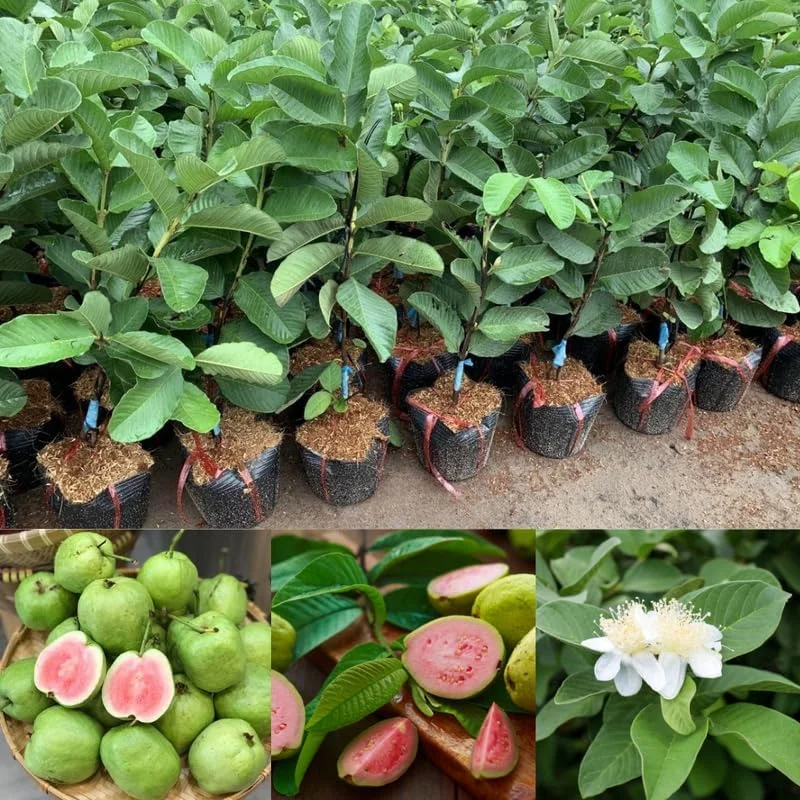 Pink Guava Tree Live Plant, 5-9 Inches Tall, Tropical Fruit Tree for Patio or Garden - Image 2