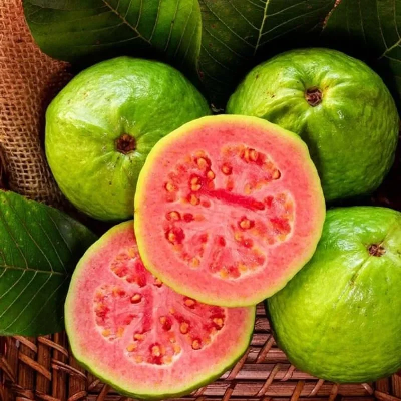 Pink Guava Tree Live Plant, 5-9 Inches Tall, Tropical Fruit Tree for Patio or Garden - Image 3