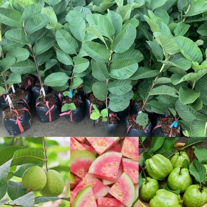 Pink Guava Tree Live Plant, 5-9 Inches Tall, Tropical Fruit Tree for Patio or Garden - Image 4