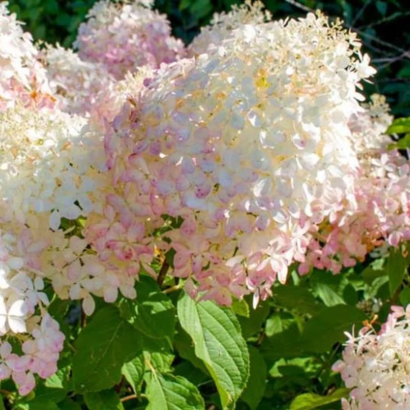 Pink Hydrangea Live Plant – 6-12 Inch Hardy Flowering Shrub in 2.5" Pot - Image 2