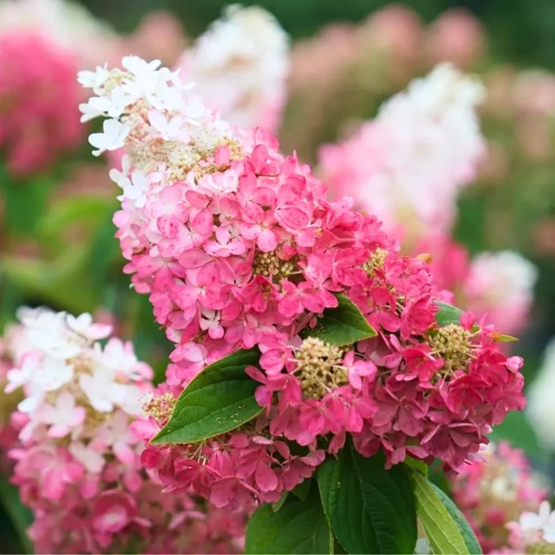 Pink Hydrangea Live Plant – 6-12 Inch Hardy Flowering Shrub in 2.5" Pot - Image 4