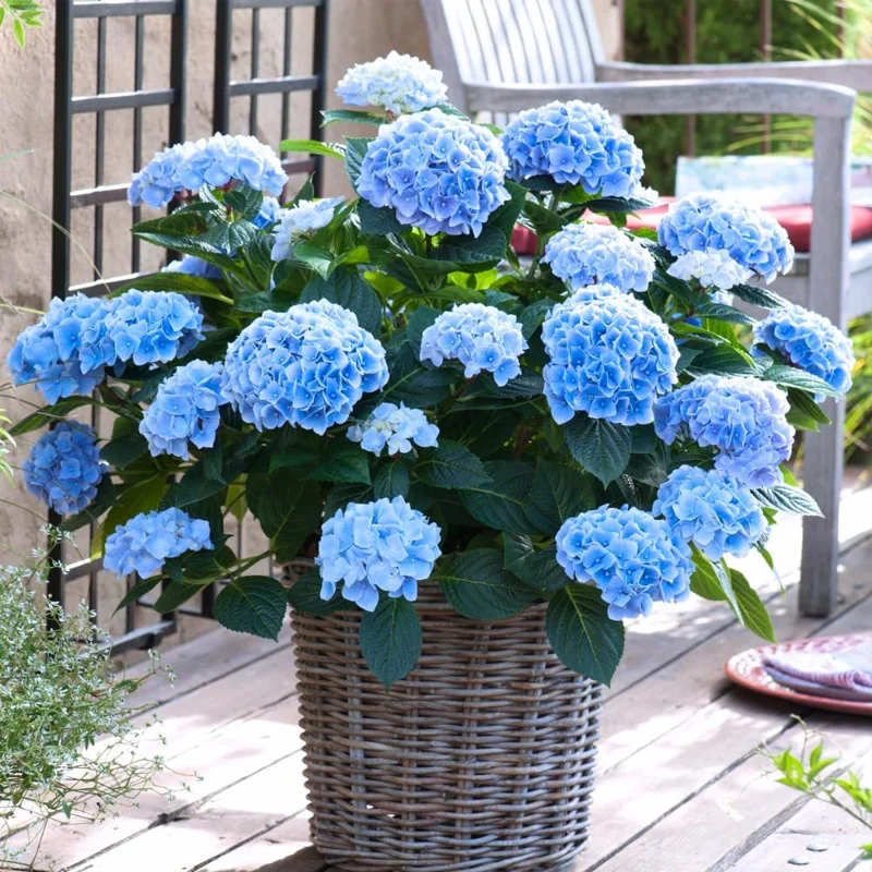 Pink Hydrangea Live Plant – 6-12 Inch Hardy Flowering Shrub in 2.5" Pot - Image 5