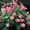 Pink Hydrangea Live Plant – 6-12 Inch Hardy Flowering Shrub in 2.5" Pot - Image 1