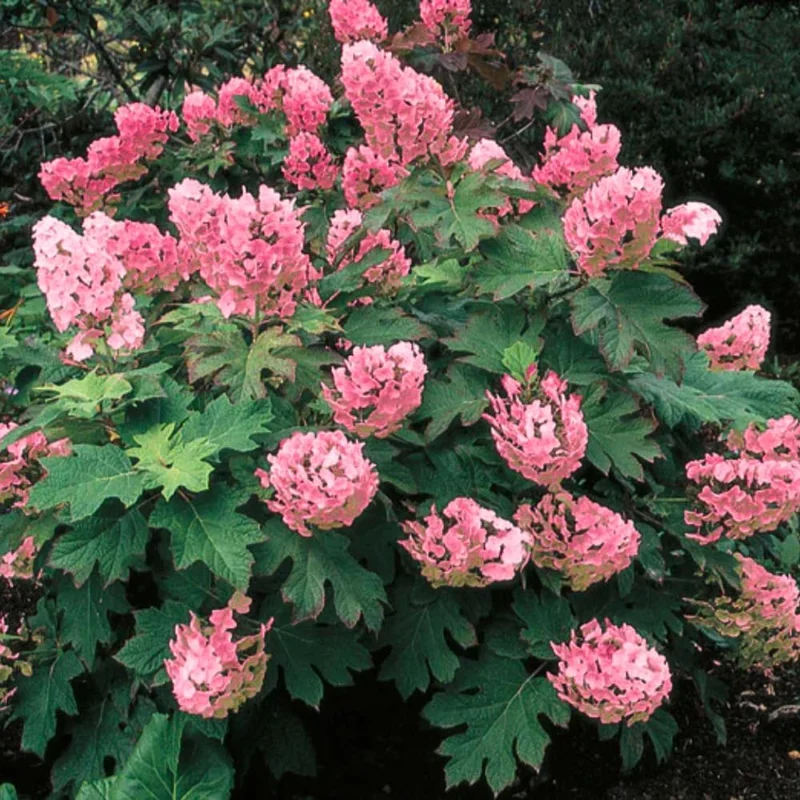 Pink Hydrangea Live Plant – 6-12 Inch Hardy Flowering Shrub in 2.5" Pot - Image 1