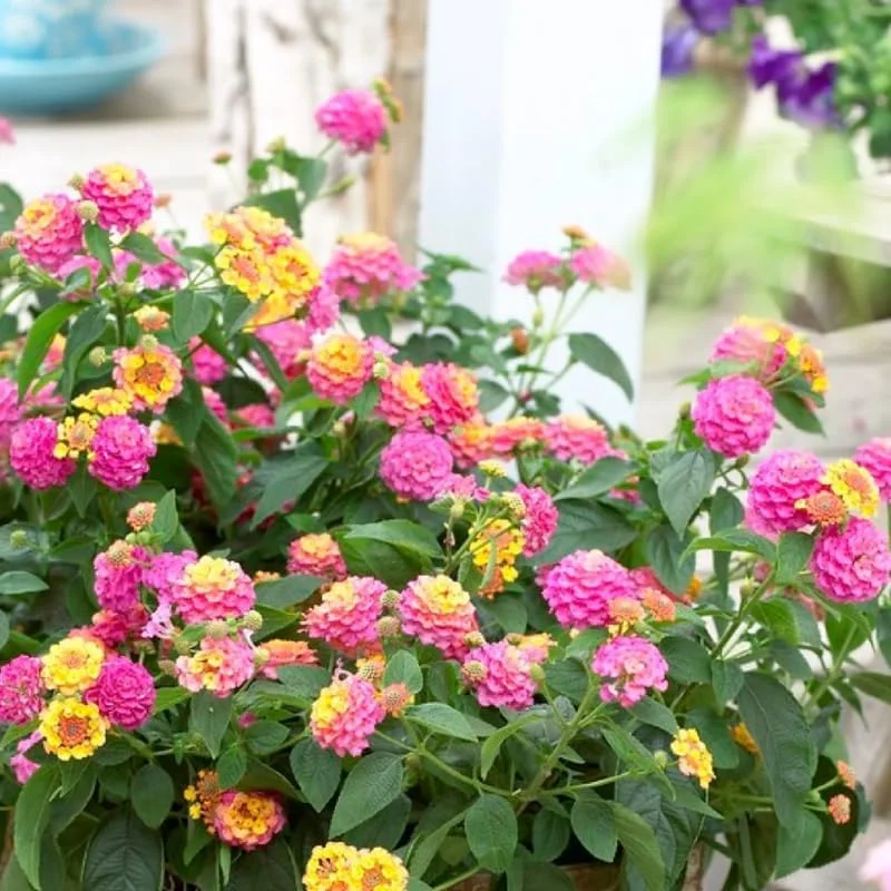 Pink Lantana Live Plants, 3-Pack, 4-7 Inches Tall, Colorful Perennial Flowers for Outdoor Gardens - Image 2