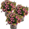 Pink Lantana Live Plants, 3-Pack, 4-7 Inches Tall, Colorful Perennial Flowers for Outdoor Gardens - Image 1