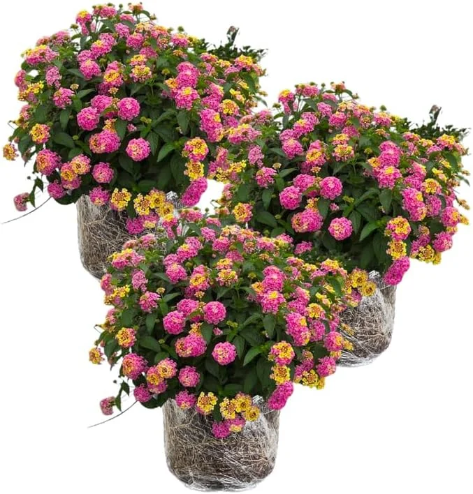 Pink Lantana Live Plants, 3-Pack, 4-7 Inches Tall, Colorful Perennial Flowers for Outdoor Gardens - Image 1