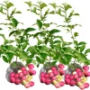 Pink Lemonade Blueberry Bush Live Plant - 3 Pack, 5-9 Inch Tall, Sweet Fruit - Image 1