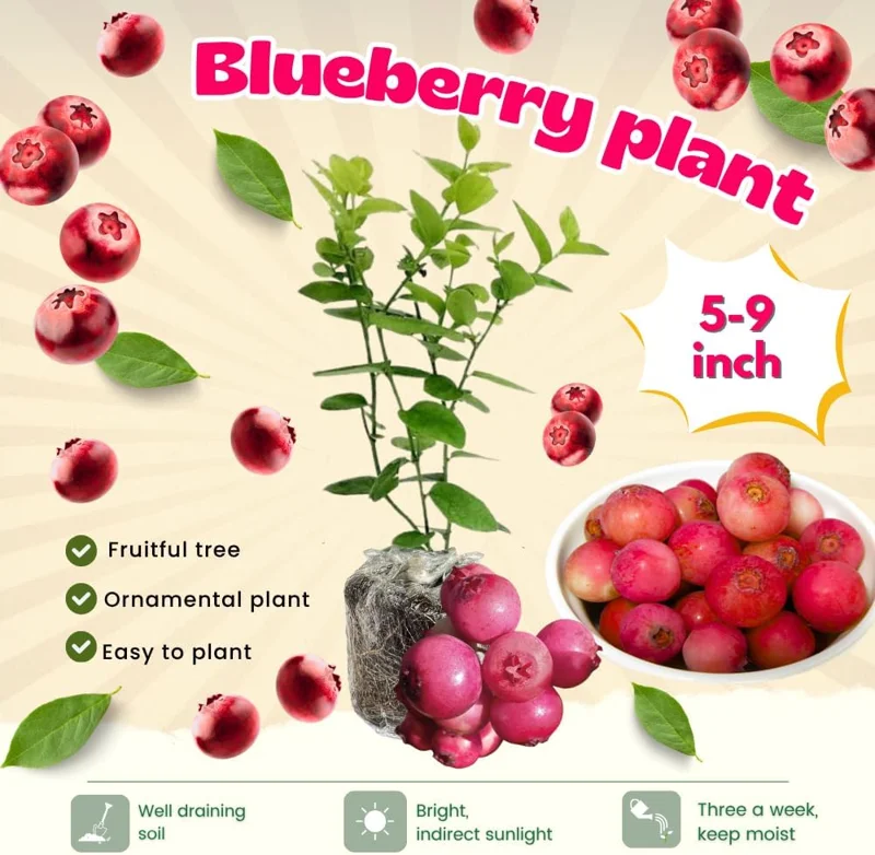 Pink Lemonade Blueberry Bush Live Plant - 3 Pack, 5-9 Inch Tall, Sweet Fruit - Image 3