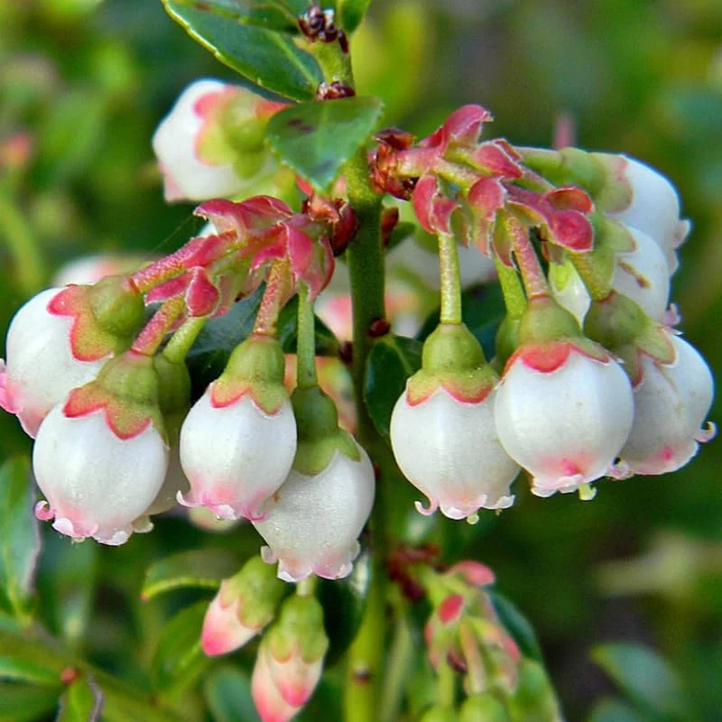 Pink Lemonade Blueberry Bush Live Plant - 3 Pack, 5-9 Inch Tall, Sweet Fruit - Image 4