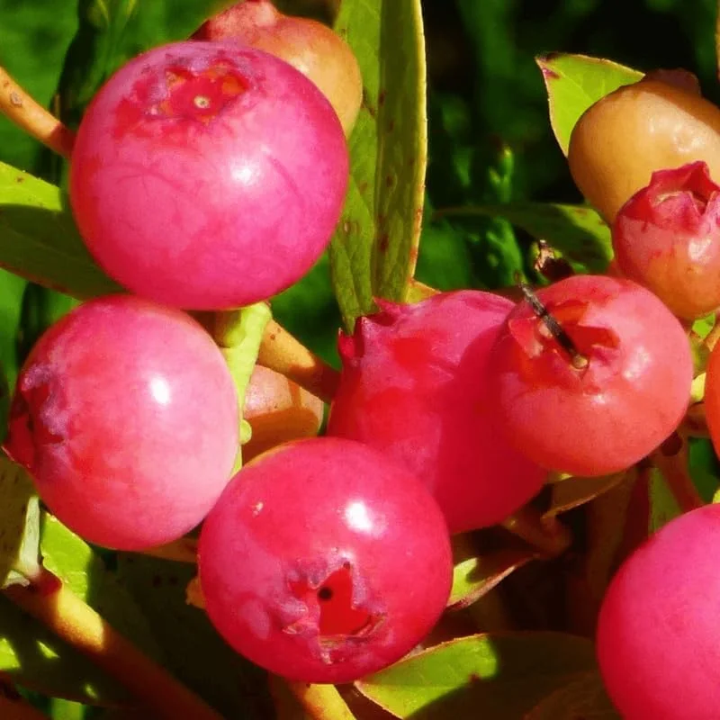 Pink Lemonade Blueberry Bush Live Plant - 3 Pack, 5-9 Inch Tall, Sweet Fruit - Image 6