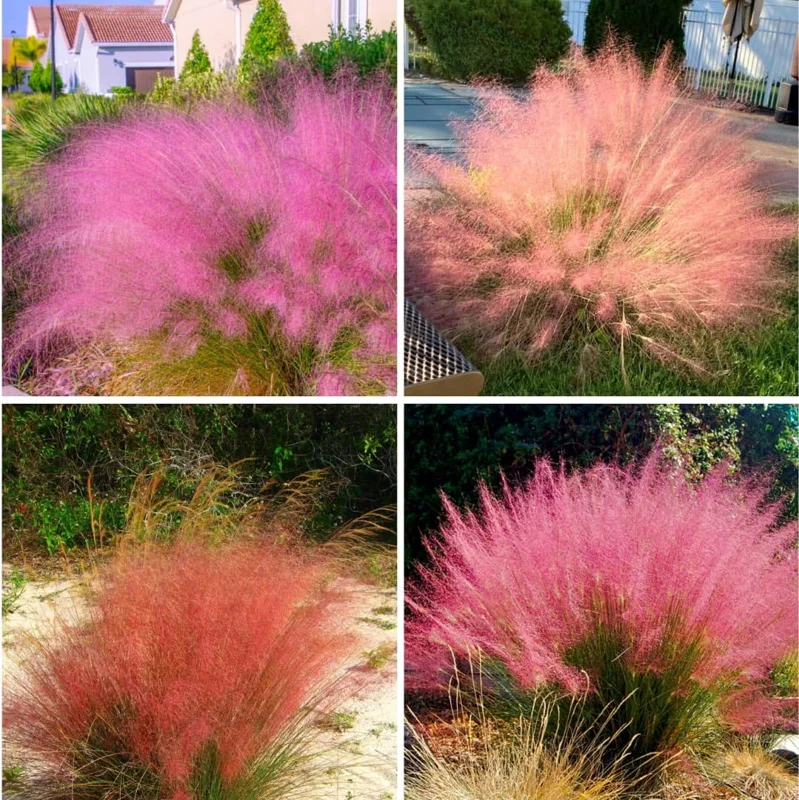 Pink Muhly Grass Live Plant – 2-Pack 5-9 Inch Tall Ornamental Grass for Landscaping - Image 2