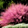 Pink Muhly Grass Live Plant – 2-Pack 5-9 Inch Tall Ornamental Grass for Landscaping - Image 1