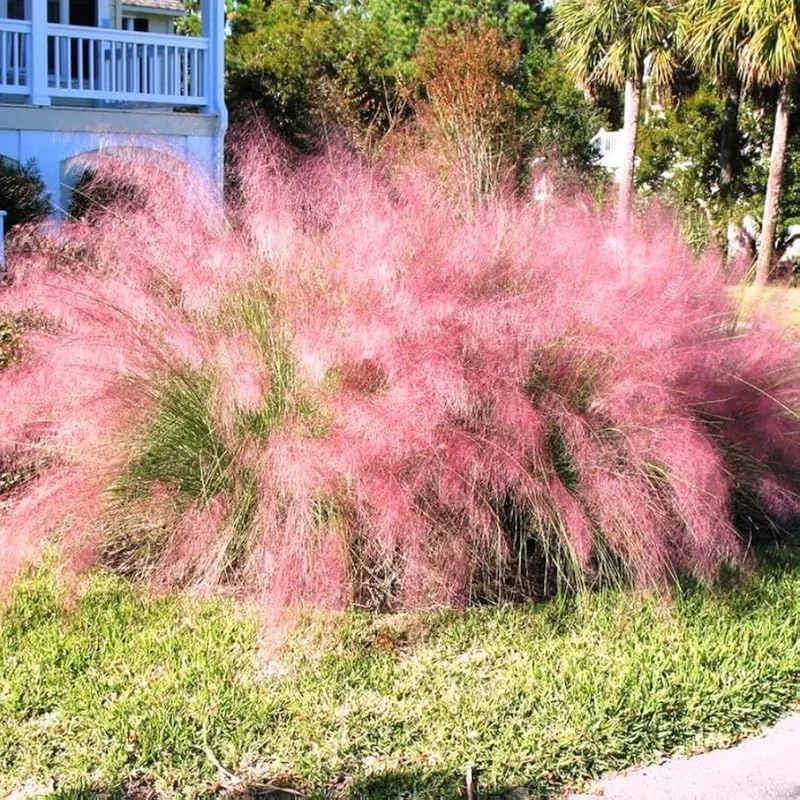 Pink Muhly Grass Live Plants – 2 Pack, 5-9 Inch Tall Hardy Ornamental Grass for Landscaping - Image 2