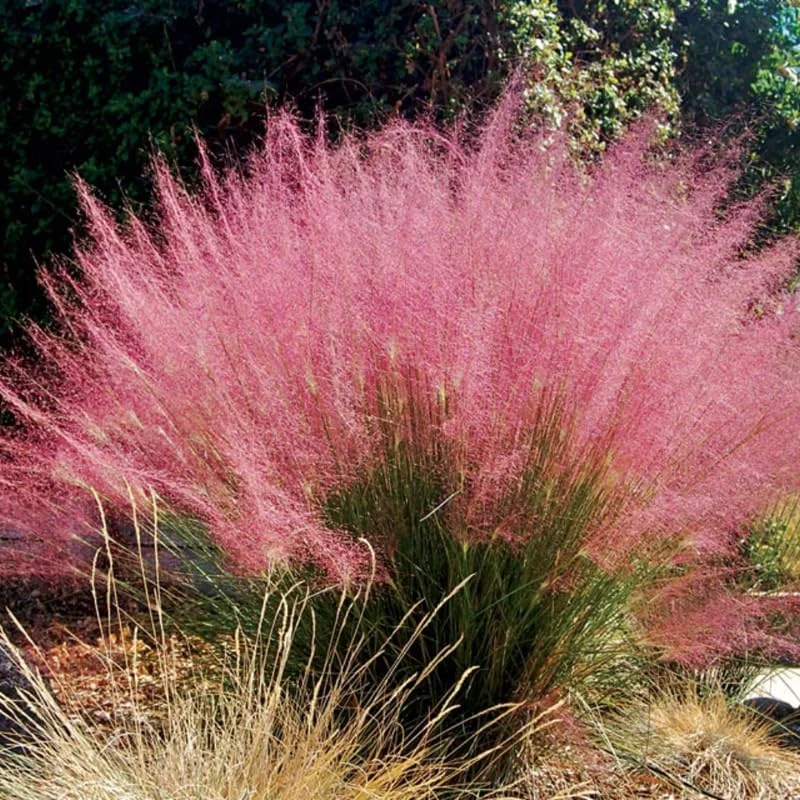 Pink Muhly Grass Live Plants – 2 Pack, 5-9 Inch Tall Hardy Ornamental Grass for Landscaping - Image 3