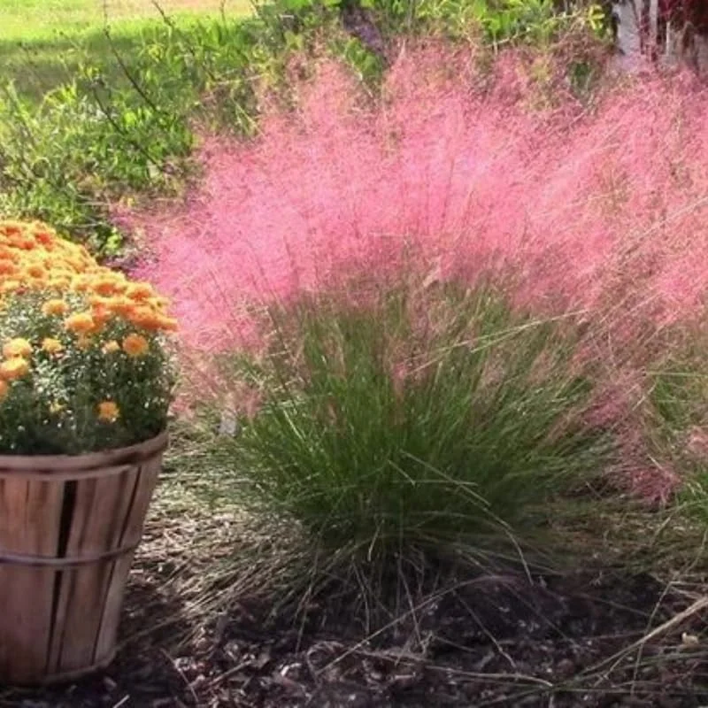 Pink Muhly Grass Live Plants – 2 Pack, 5-9 Inch Tall Hardy Ornamental Grass for Landscaping - Image 4