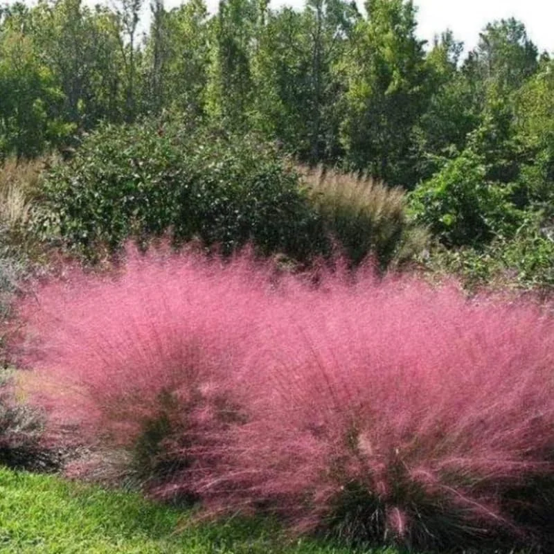 Pink Muhly Grass Live Plants – 2 Pack, 5-9 Inch Tall Hardy Ornamental Grass for Landscaping - Image 5