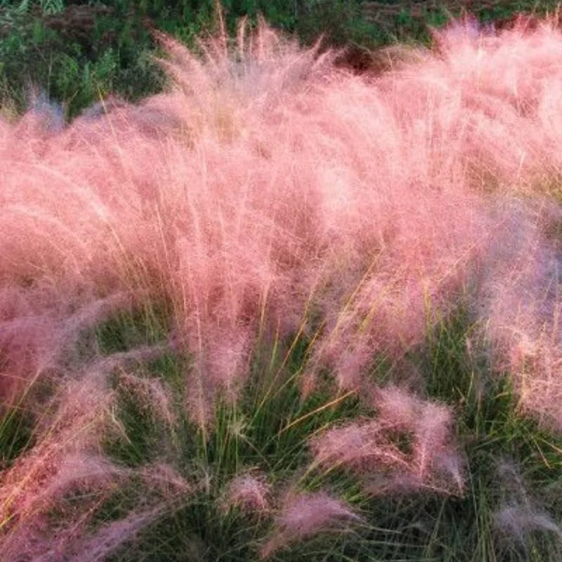 Pink Muhly Grass Live Plants – 2 Pack, 5-9 Inch Tall Hardy Ornamental Grass for Landscaping - Image 6