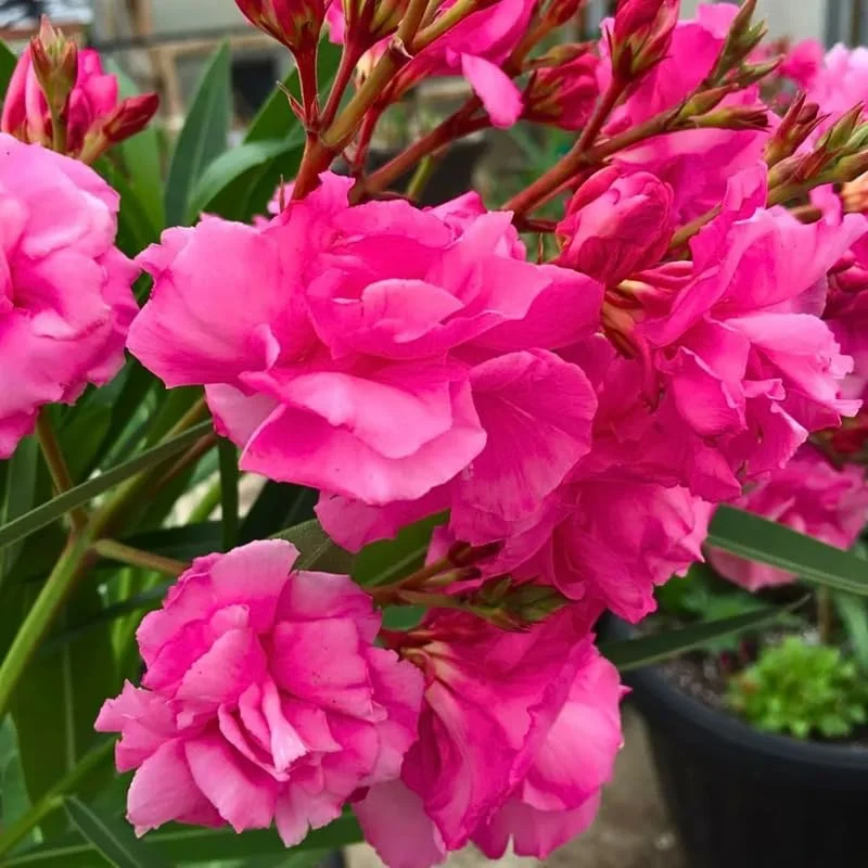 Pink Oleander Live Plant - 2 Pack, 4-8" Tall Starter Shrub for Outdoor Garden - Image 2