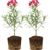 Pink Oleander Live Plant - 2 Pack, 4-8" Tall Starter Shrub for Outdoor Garden - Image 1